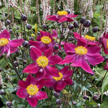 Anemone Fantasy Ariel - Japan-Herbst-Anemone