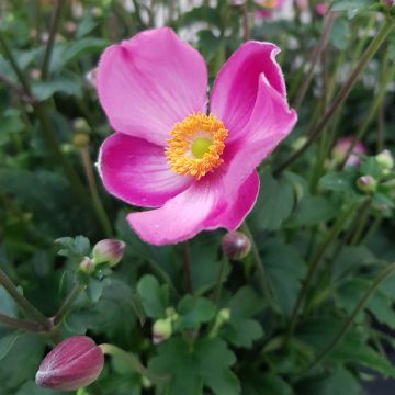 Anemone Fantasy Jasmine - Japan-Herbst-Anemone