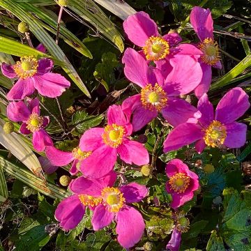 Anemone Fantasy Red Riding Hood - Japan-Herbst-Anemone