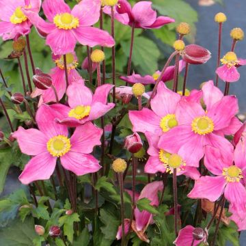 Anemone Satin Doll Rosé - Japan-Herbst-Anemone