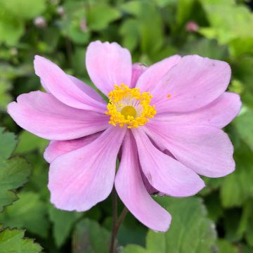 Anemone hupehensis var. japonica Pamina - Chinesische Herbst-Anemone