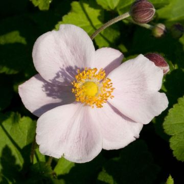 Anemone Richard Ahrens - Japan-Herbst-Anemone