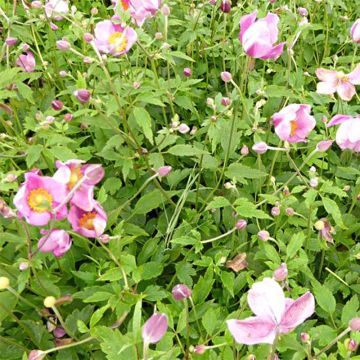 Anemone Pretty Lady Susan - Japan-Herbst-Anemone