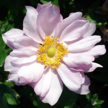 Anemone Königin Charlotte - Japan-Herbst-Anemone