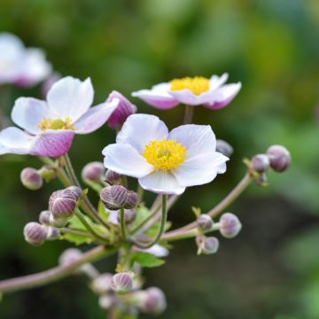 Anemone Regal Swan - Herbst-Anemone