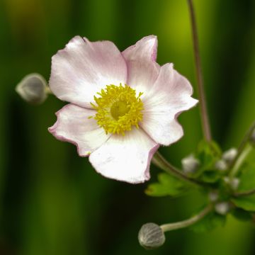 Anemone tomentosa Robustissima - Chinesische Herbst-Anemone