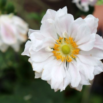 Anemone Whirlwind - Japan-Herbst-Anemone