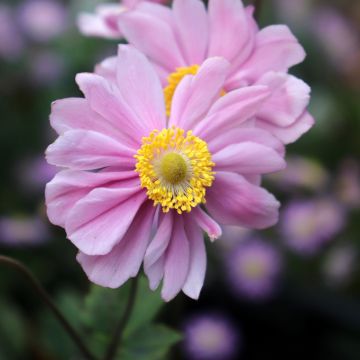 Anemone Serenade - Japan-Herbst-Anemone