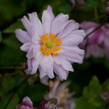 Anemone Mont Rose - Japan-Herbst-Anemone