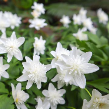 Anemone nemorosa Vestal - Busch-Windröschen