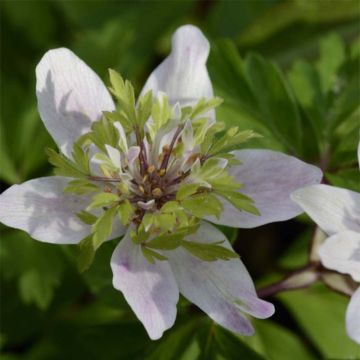 Anemone nemorosa Green Fingers - Busch-Windröschen