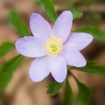 Anemone nemorosa Lucia - Busch-Windröschen