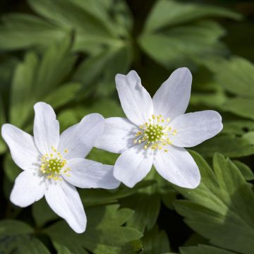 Anemone nemorosa Lychette - Anémone des bois