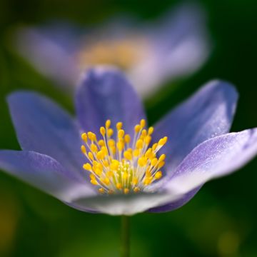 Anemone nemorosa Royal Blue - Busch-Windröschen