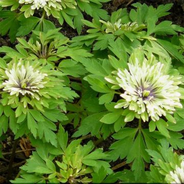 Anemone nemorosa Virescens - Busch-Windröschen