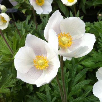 Anemone sylvestris - Großes Windröschen