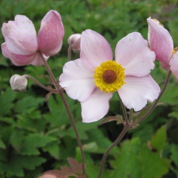 Anemone tomentosa Albadura - Chinesische Herbst-Anemone