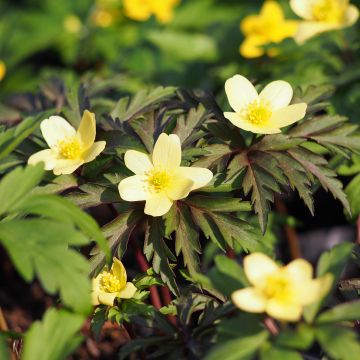 Anemone lipsiensis - Leipziger Buschwindröschen