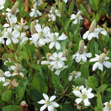 Anemopsis californica - Kalifornische Eidechsenschwanz