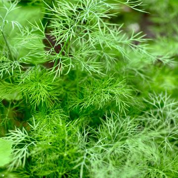 Dill Thalia Bio - Anethum graveolens