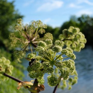 Angelica atropurpurea - Amerikanische Engelwurz