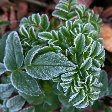 Angelica pachycarpa - Iberische Engelwurz