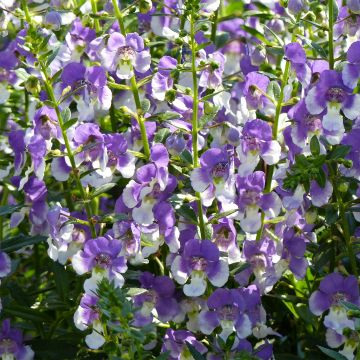 Angelonia angustifolia Angelface Wedgewood Blue - Engelsgesicht