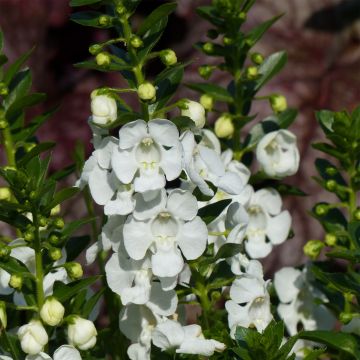 Angelonia angustifolia Angelface Carrara - Engelsgesicht