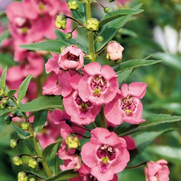 Angelonia angustifolia Angelface Pink - Engelsgesicht