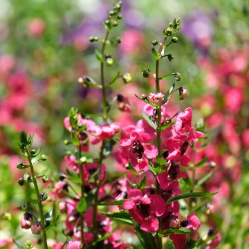 Angelonia angustifolia Archangel Cherry Red - Engelsgesicht