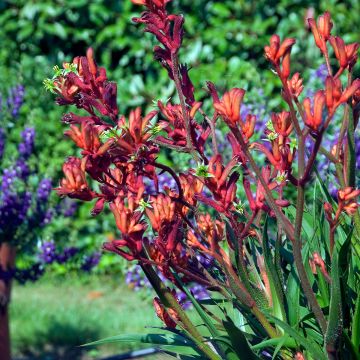 Anigozanthos Bush Inferno