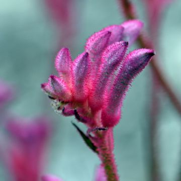 Anigozanthos flavidus Bush Pearl - Känguruhblume