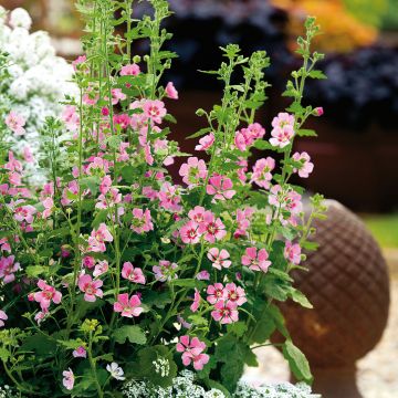 Anisodontea Lady in Pink - Anisodontea