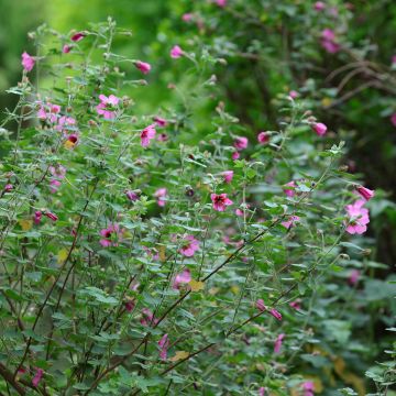 Anisodontea capensis El Rayo - Mauve arbustive du Cap