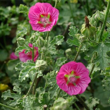 Anisodontea scabrosa Large Red - Mauve du Cap