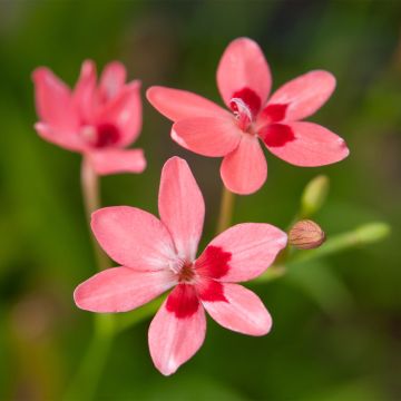 Anomatheca laxa - Freesia ou Lapeirousia