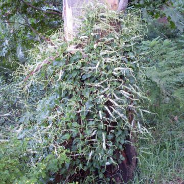 Anredera cordifolia - Resedenwein