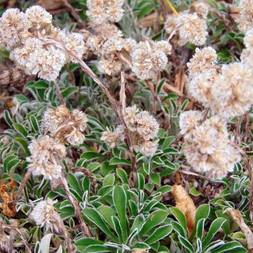 Antennaria dioica var. borealis - Gemeines Katzenpfötchen