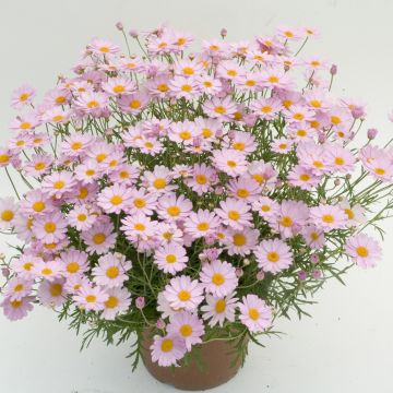 Kanarische Strauch-Margerite Daisy Crazy Summit Pink - Argyranthemum frutescens