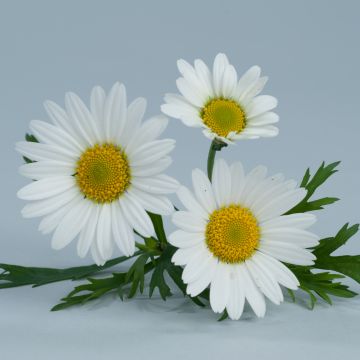 Kanarische Strauch-Margerite Everest White - Argyranthemum frutescens