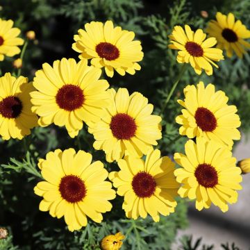 Kanarische Strauch-Margerite Grandaisy Gold - Argyranthemum