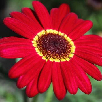 Kanarische Strauch-Margerite Grandaisy Ruby - Argyranthemum