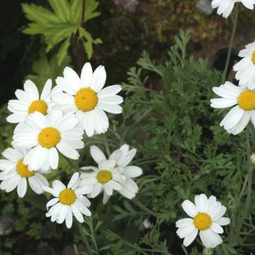 Anthemis carpatica Karpatenschnee - Karpaten-Hundskamille