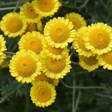 Anthemis sancti-johannis - Johanniskamille