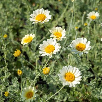 Anthemis tinctoria Sauce Hollandaise - Fausse Camomille