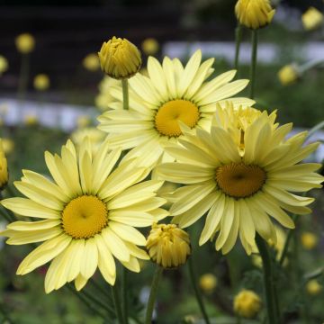 Anthemis tinctoria Wargrave Variety - Färber-Hundskamille