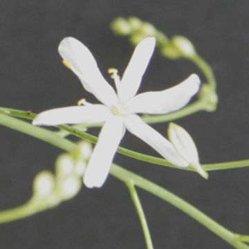 Anthericum liliago - Astlose Graslilie