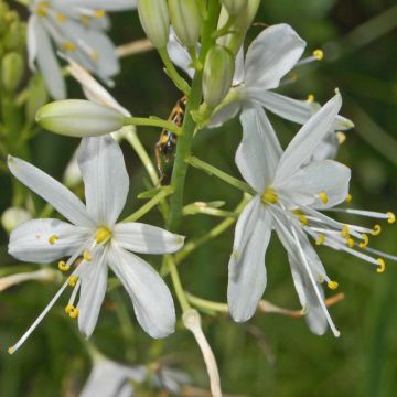 Anthericum ramosum - Ästige Graslilie