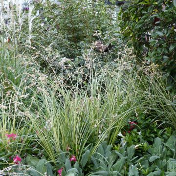 Anthericum saundersiae Starlight - Graslilie