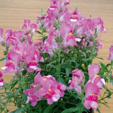 Löwenmäulchen Fruit Salad Up Purple - Antirrhinum